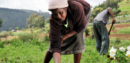 Viewpoint: Anti-pesticide activism in Kenya could lead to a repeat of Sri Lanka’s disastrous rejection of pesticides five years ago